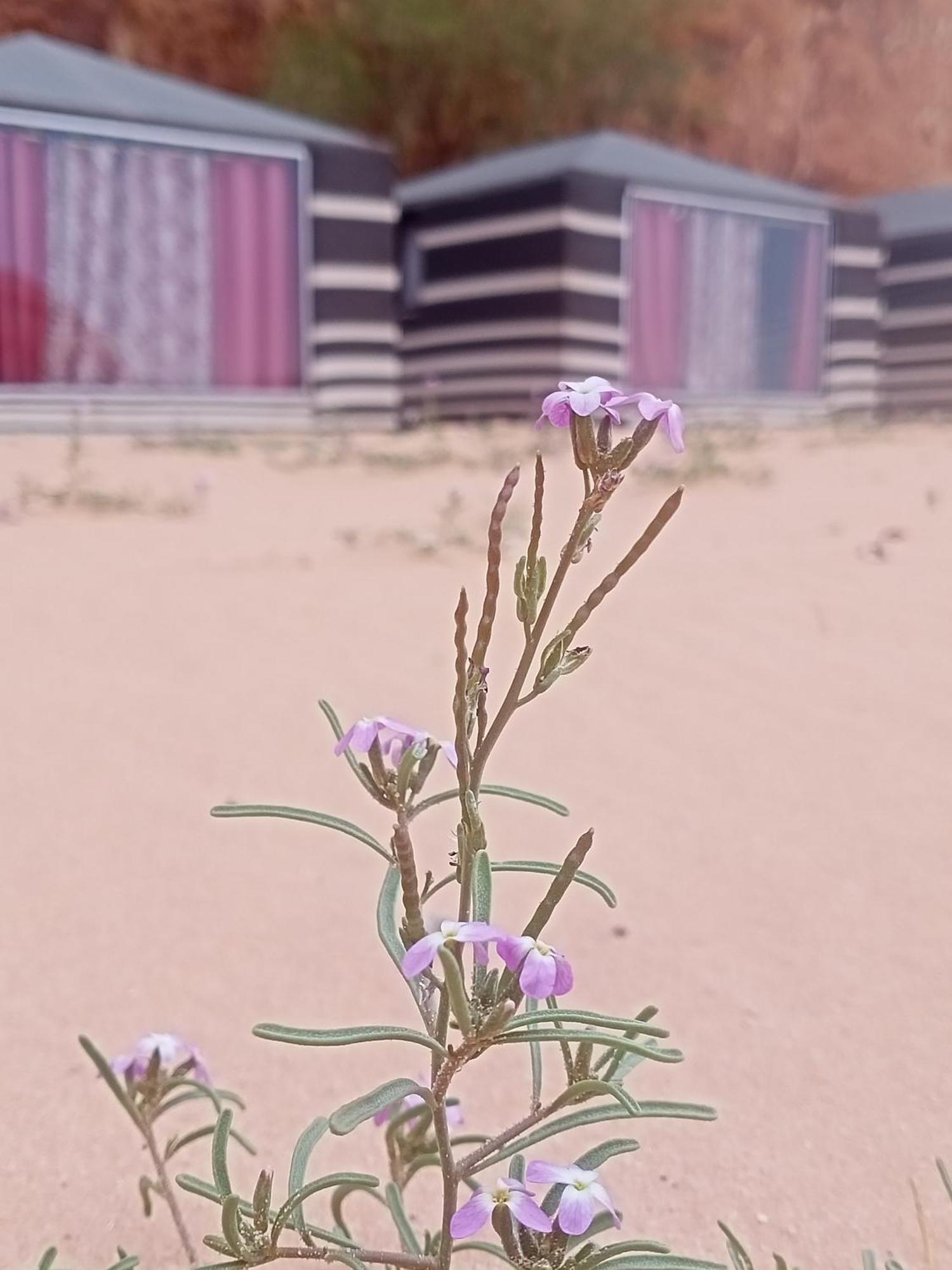 Shahrazad Desert, Вади-Рам Номер фото